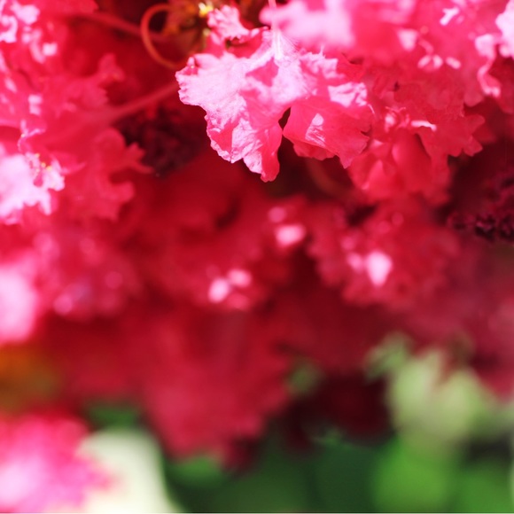 Meet your Posher, Michelle - Picture 1 of 1